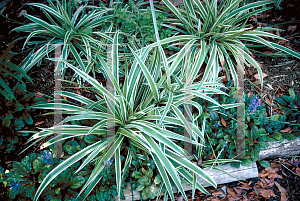 Picture of Chlorophytum comosum 'Variegatum'