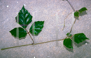 Picture of Cissus spp. 