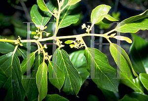 Picture of Colubrina arborescens 