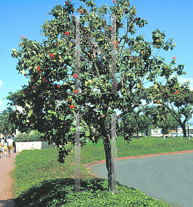 Picture of Cordia sebestena 