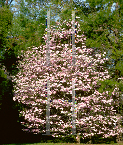 Picture of Cornus florida f. rubra 