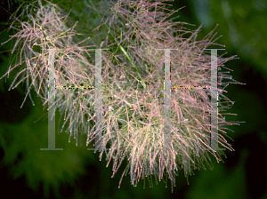 Picture of Cotinus coggygria 