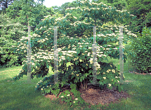 Picture of Cornus controversa 