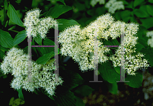 Picture of Cornus controversa 