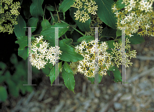 Picture of Cornus stolonifera 