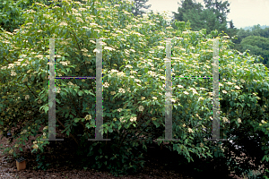 Picture of Cornus stolonifera 