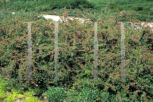 Picture of Cotoneaster apiculatus 