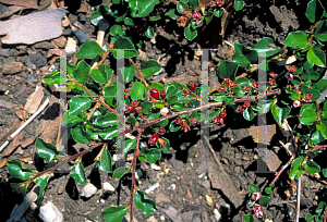 Picture of Cotoneaster apiculatus 