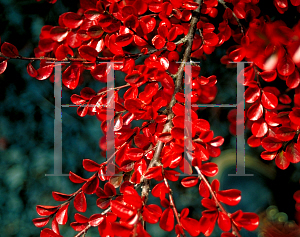 Picture of Cotoneaster nanshan 