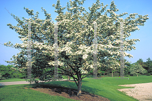 Picture of Crataegus crus-galli 