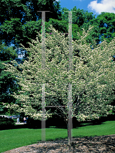 Picture of Crataegus viridis 'Winter King'