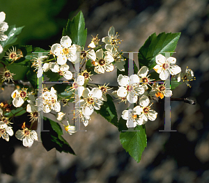 Picture of Crataegus viridis 'Winter King'