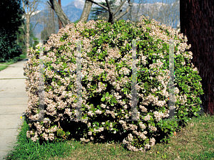 Picture of Crassula ovata 