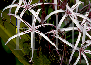 Picture of Crinum amabile 