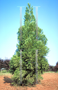 Picture of Cryptomeria japonica 'Yoshino'