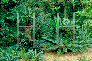 Picture of Cycas revoluta 