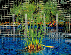 Picture of Cyperus papyrus 