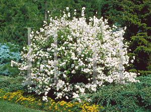 Picture of Deutzia scabra 