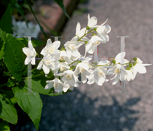 Picture of Deutzia scabra 