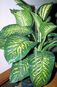 Picture of Dieffenbachia spp. 