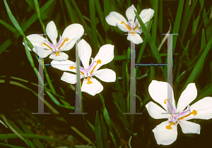 Picture of Dietes iridioides 