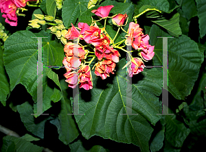 Picture of Dombeya spp. 