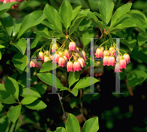 Picture of Enkianthus campanulatus 