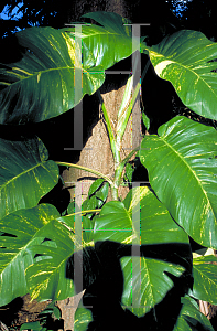 Picture of Epipremnum aureum 