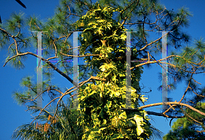 Picture of Epipremnum aureum 
