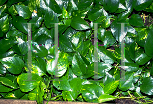 Picture of Epipremnum aureum 