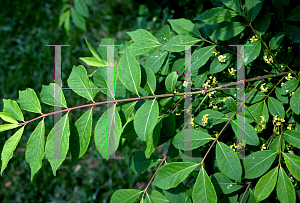 Picture of Euonymus alatus 