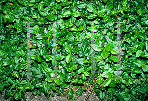 Picture of Euonymus fortunei 'Coloratus'