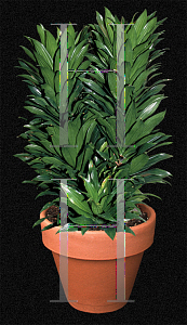 Picture of Dracaena deremensis 'Janet Craig Compacta'