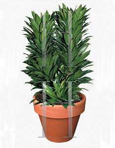 Picture of Dracaena deremensis 'Janet Craig Compacta'