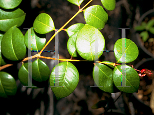 Picture of Eugenia confusa 