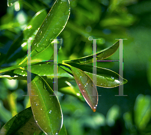 Picture of Eugenia brasiliensis 