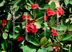 Picture of Euphorbia milii 