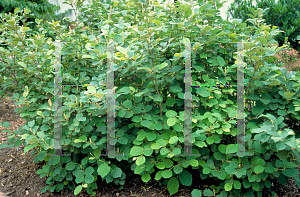 Picture of Fothergilla gardenii 