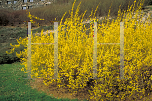 Picture of Forsythia x intermedia 