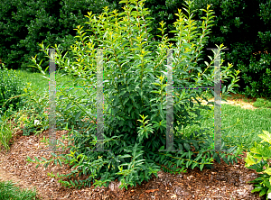 Picture of Forsythia x intermedia 