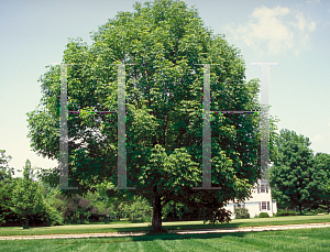 Picture of Fraxinus americana 'Autumn Applause'