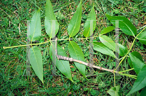 Picture of Fraxinus quadrangulata 