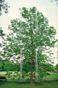 Picture of Fraxinus quadrangulata 