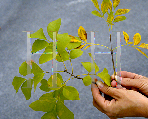 Picture of Fraxinus caroliniana 