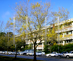 Picture of Fraxinus caroliniana 