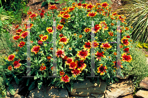 Picture of Gaillardia pulchella 