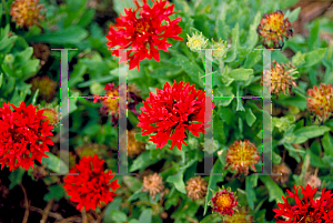 Picture of Gaillardia pulchella 'Red Plume'