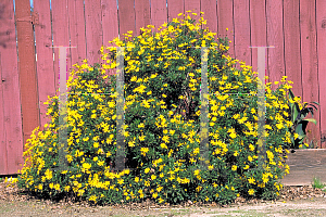 Picture of Gamolepis chrysanthemoides 