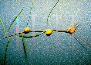 Picture of Geijera parviflora 
