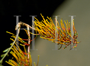 Picture of Grevillea robusta 